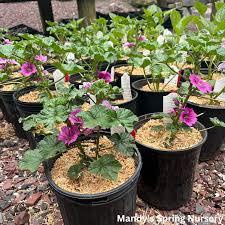 Image result for Malva sylvestris