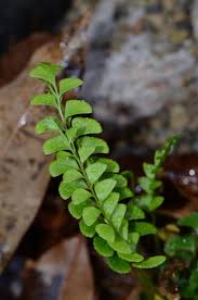 Image result for Asplenium