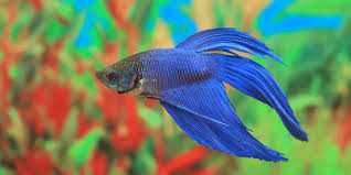 How many eggs do tetras lay at once? Can Fish Lay Eggs In An Aquarium Preparing Your Aquarium Aquarium Sphere