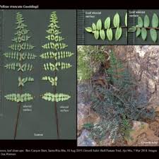 Image result for Pteridaceae