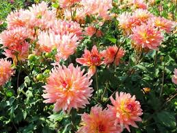 Dahlia Dreamcatcher S S C Swan Island 2014 Swan Island Dahlias Canby Oregon Usa 2014 David Brown Swans Island Dahlia Flowers For You