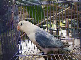 Maybe you would like to learn more about one of these? Sable Pied Violet Betina Berminat Aht Farm Lovebirds Facebook