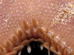 Image result for Astropanax goetzenii