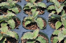 Image result for Sansevieria kirkii