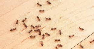 One place i lived the ants kept coming into the kitchen. 2021 Exterminator Cost Pest Control Prices Bed Bug Exterminator Cost