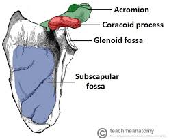 • remember your shoulder blade is half of your shoulder joint. The Scapula Surfaces Fractures Winging Teachmeanatomy