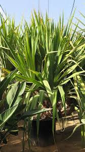 Image result for Pandanus utilis