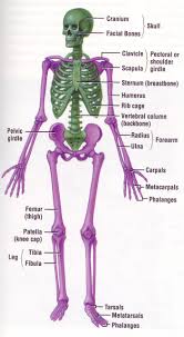 Detailed Explanation Of The Skeletal System Human Anatomy And Physiology Human Body Systems Anatomy And Physiology