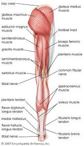Lower back pain radiating to the buttocks is a common symptom that signals various pathologies of the spine and pelvic bones. Human Muscle System Body Anatomy Muscle Anatomy Yoga Anatomy