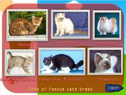 What's a group of cats called? House Animals Are Called Pet Pet Is A Companion Animal That You Take Care Of And That Keeps You Company Farm Animals Used For The Production Of Human Ppt Download