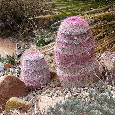 These are freshly harvested seeds. Rainbow Hedgehog Cactus Echinocereus High Country Gardens