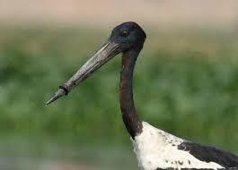 kara boyunlu leylek nesli tukenme tehlikesi altinda bird plastic ring rescue team