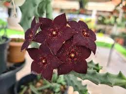 Image result for Orbea melanantha