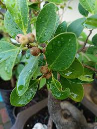 Image result for Ficus sansibarica