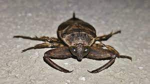 Giant water bugs can be handled safely when held by the rear part of that wide abdomen. Water Bug Vs Cockroach Control Exterminating Company