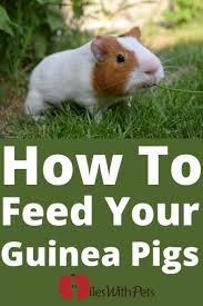 Pin On All Things Guinea Pig