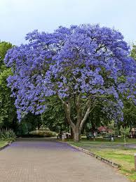 Image result for Jacaranda mimosifolia