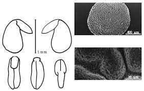 Image result for Antopetitia abyssinica