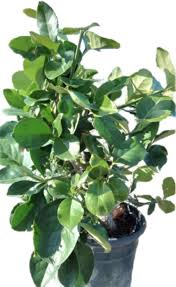 Image result for Euonymus fortunei