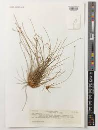 Image result for Bulbostylis hispidula