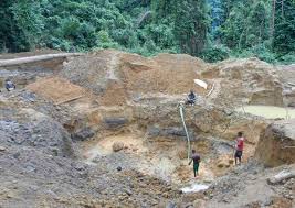 Image result for Sterculia subviolacea