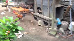 We did not find results for: Ayam Kampong Ayam Serama Dari Rakan Ex Bfm By Paklang Zizan