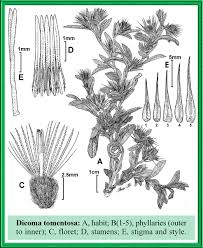 Image result for Dicoma tomentosa