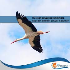 Bu Aralar Gokyuzune Baktiginizda Goc Eden Leylekleri Goruyor Musunuz Nautilus