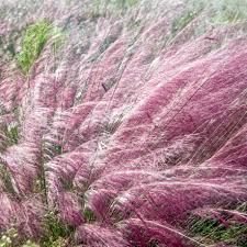 Image result for Pycreus gracillimus