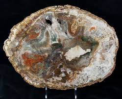 Top Quality Madagascar Petrified Wood Slab 14 0 Petrified Wood Wood Slab Wood