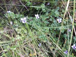 Image result for Viola eminii