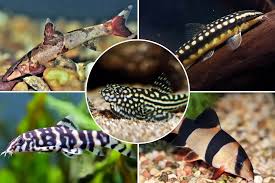 10 Safe Tank Mates For Dojo Loaches: Compatibility Guide 2024 | Hepper