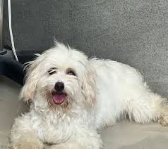 Lost Dog in Lewes, Delaware