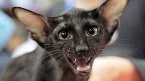 Then, call your cat by them and see if they respond to a specific one. Cute Cats Memes And Understanding The Internet Bbc Future