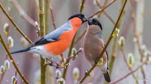 Goudvinken Paar Vogel Im Garten Einheimische Vogel Und Tiere