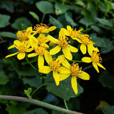Image result for Senecio consanguineus