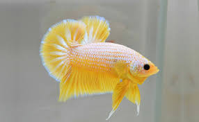 Betta splendens tail types (article). 30 Amazing Types Of Betta Fish Interesting Facts And Features