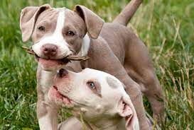 See more ideas about puppies, pitbulls, cute animals. Pitbull Puppy Pictures Lovetoknow