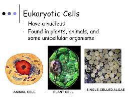 Although much smaller, unicellular organisms can perform some of the same complex activities as multicellular. Eukaryotic Cell Structure Eukaryotic Cells Have A Nucleus Found In Plants Animals And Some Unicellular Organisms Animal Cellplant Cell Single Celled Ppt Download