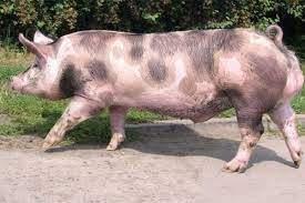 Our porno collection is huge and it's constantly growing. Top 5 Rase De Porci Cu Cel Mai Bun Randament La ProducÈ›ia De Carne