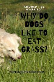 Why Do My Dogs Eats Grass Dogs Dog Eating Best Small Dog Breeds