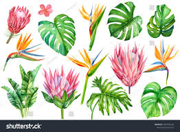 Polish your personal project or design with these tropical flowers transparent png images, make it even more personalized and more attractive. Set Of Tropical Plants And Flowers On White Background Watercolor Hand Drawing Leaves Of Palms Monstera Protea Flower Drawing Leaf Drawing Floral Drawing