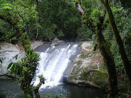 Image result for Elaphoglossum macropodium