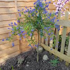 Ceanothus concha california lilac plant. Ceanothus Concha Californian Lilac Concha Uploaded By Pipmattock