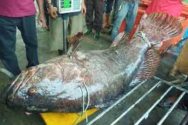 Daftar harga ikan kerapu terupdate. Koyakkan Jaring Nelayan Selama 30 Menit Ikan Kerapu Raksasa 140 Kilogram Senilai Rp 17 Juta Akhirnya Berhasil Ditangkap
