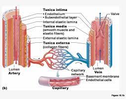 Blood vessel labeling (circulatory system). Anatomy Of Blood Vessels Clipart Blood Vessel Circulatory Blood Vessel Structure Diagram Free Transparent Png Download Pngkey
