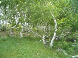 Birch Trees In Florida We Had A Picnic In Among These Dancing Birch Trees It Was Magical Tree Birch Tree Trip