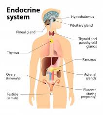 You can save a pdf of this lesson by printing this page and clicking save to pdf. What Is The Endocrine System Endocrine Disruption Us Epa