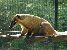 For example the coati will lower its head, expose its teeth and jump as a way to signal to an enemy to beware. File Planckendael Zoo South American Coati 03 Jpg Wikimedia Commons