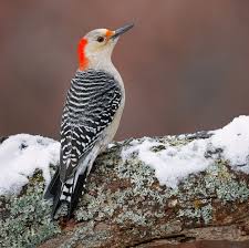 A most beautiful Red-bellied Woodpecker. This is like day 7 of a pecker a  day til 200k and boy has this campaign been paying off. Pecker lovers far  and wide coming out